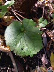 Alliaria petiolata