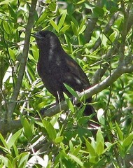 Icterus pyrrhopterus