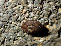 Helicigona lapicida