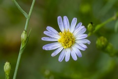 Symphyotrichum divaricatum