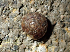 Helicigona lapicida