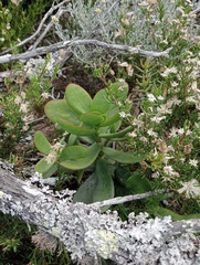Cotyledon velutina