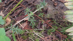 Galium concinnum