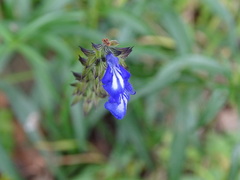 Salvia laevis