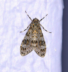 Eucereon myrina