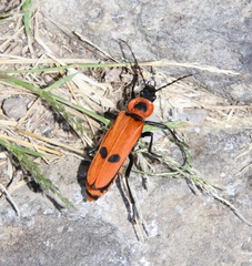 Chauliognathus togatus