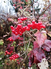Viburnum trilobum image