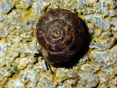 Helicigona lapicida