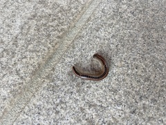 Ommatoiulus sabulosus