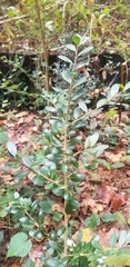Ilex crenata