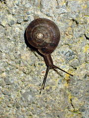 Helicigona lapicida