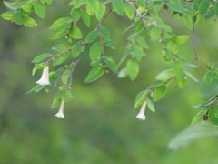 Symphoricarpos microphyllus