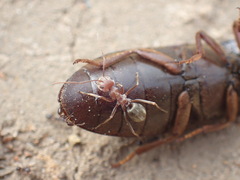 Anoplolepis custodiens