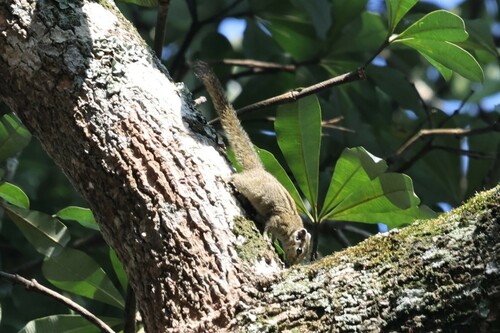Alexander's Bush Squirrel