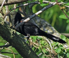 Icterus pyrrhopterus