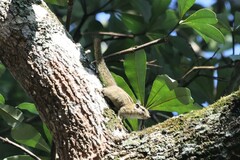 Paraxerus alexandri
