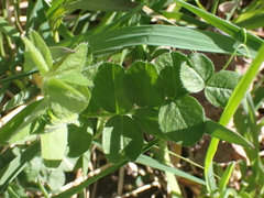 Vicia sylvatica