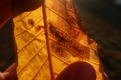 Cameraria ohridella