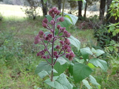 Ageratina deltoidea