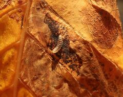 Cameraria ohridella