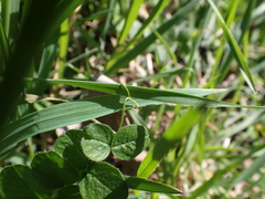 Vicia sylvatica