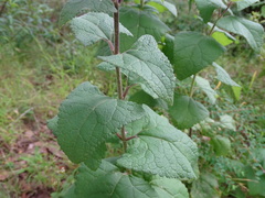 Ageratina deltoidea