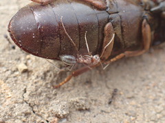 Anoplolepis custodiens