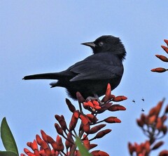 Icterus pyrrhopterus