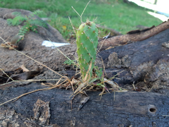 Opuntia pubescens