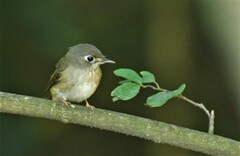 Muscicapa muttui