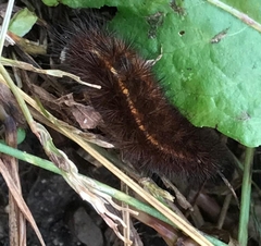 Spilosoma lubricipeda