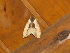 Dirphiopsis multicolor