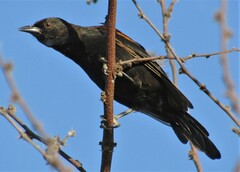 Icterus pyrrhopterus