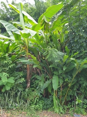 Musa