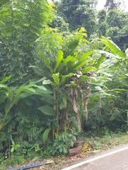 Musa