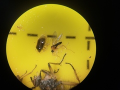 Elaphropeza ephippiata