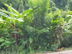 Musa