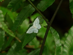 Leucodrepana serratilinea
