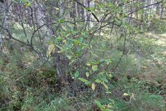 Rhododendron dauricum