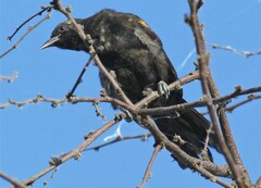 Icterus pyrrhopterus