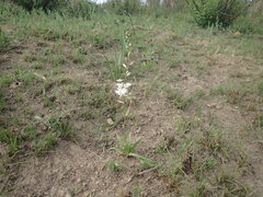 Chlorophytum cooperi