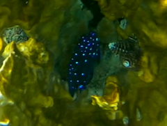 Microspathodon chrysurus