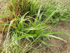 Chlorophytum cooperi