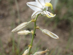 Chlorophytum cooperi