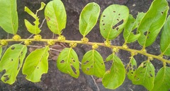 Bridelia ferruginea
