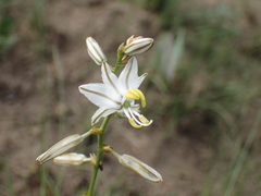 Chlorophytum cooperi