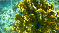 Microspathodon chrysurus