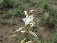 Chlorophytum cooperi