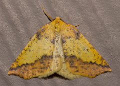 Neoterpes edwardsata