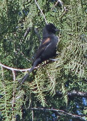 Icterus pyrrhopterus